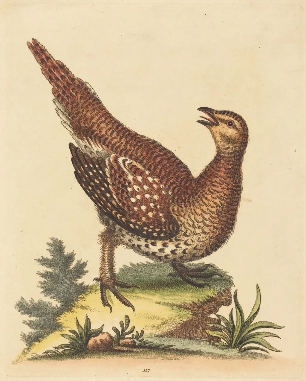 Brown Speckled Bird, by George Edwards, ink, 1734