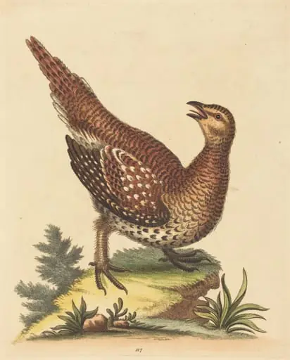 Brown Speckled Bird, by George Edwards