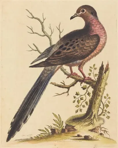 Fedoa Americana pectore ruso, by George Edwards