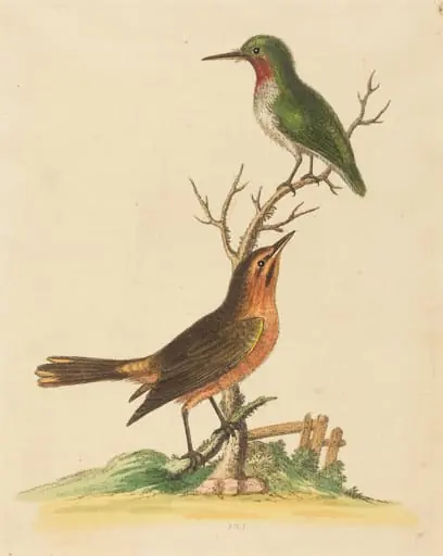 Green Bird with Red Throat and Brown and Orange Bird, by George Edwards