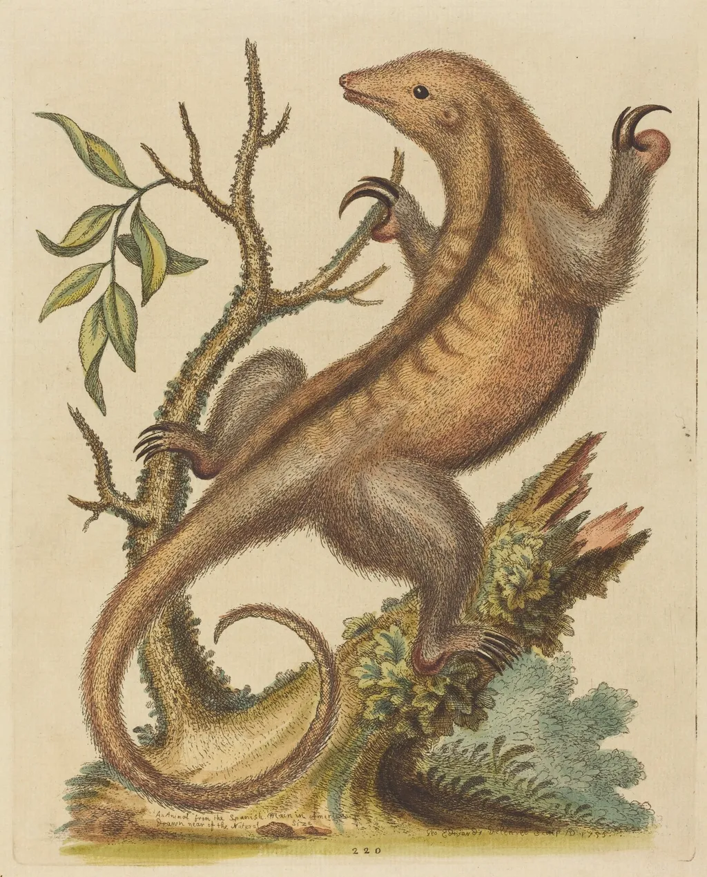 Pygmy Anteater, by George Edwards, ink, 1755