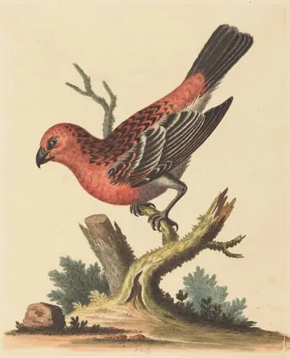 Red and Black Bird, by George Edwards