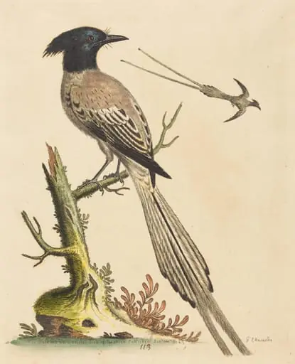 The Black and White Crested Bird of Paradise, by George Edwards