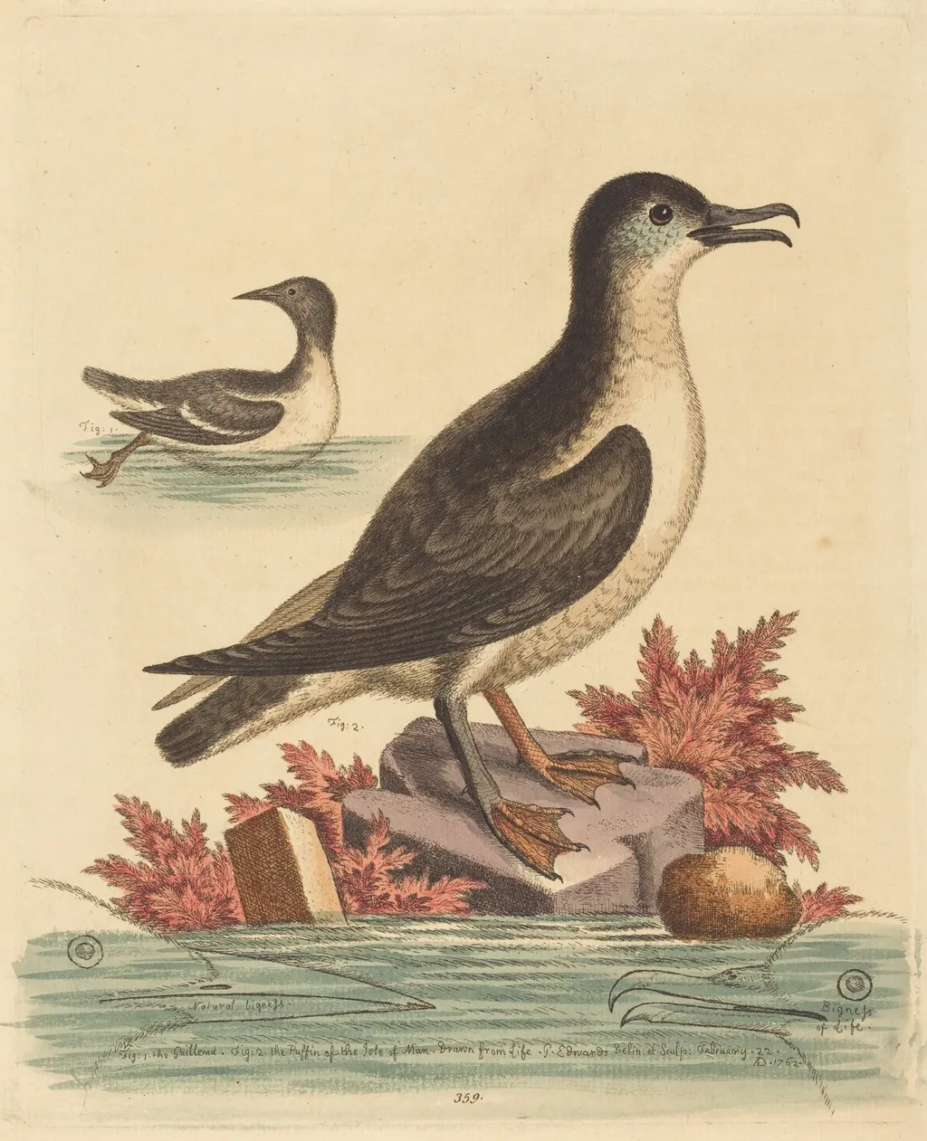 The Guillemot and the Puffin of the Isle of Man, by George Edwards, ink, 1762