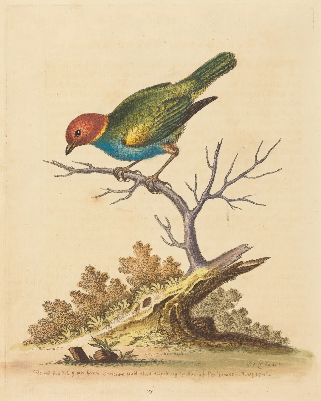 The Red-Headed Finch from Surinam, by George Edwards, ink, 1741