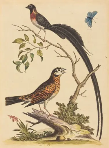 Two Birds, One with Very Long Tailfeathers, and Blue Butterfly, by George Edwards