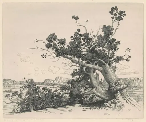 Desert Cedars, New Mexico, by George Elbert Burr