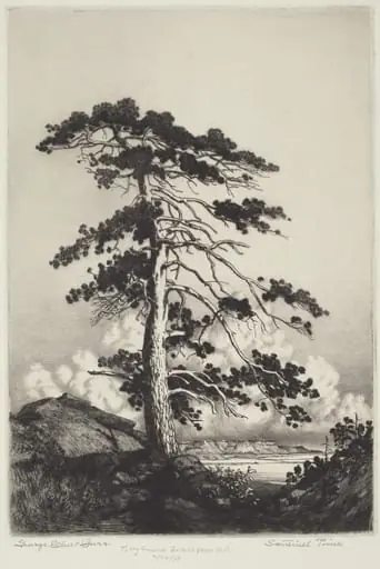 Sentinel Pine, by George Elbert Burr