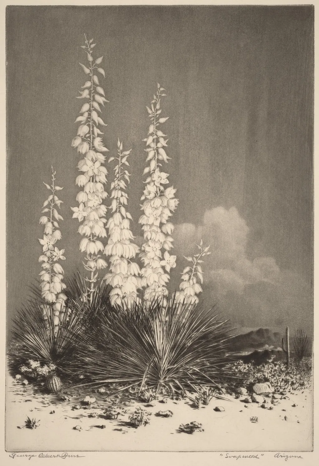 Soapweed, Arizona (no. 2), by George Elbert Burr, ink, 1924