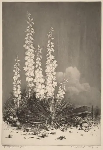 Soapweed, Arizona (no. 2), by George Elbert Burr