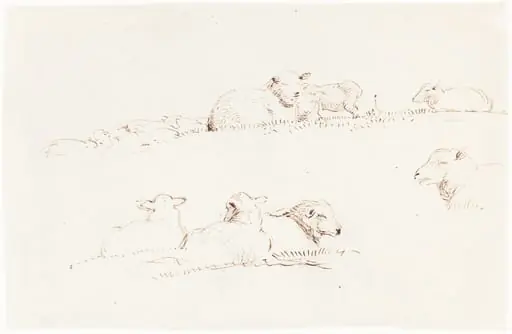 Studies of Sheep in Pasture