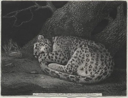 A Sleeping Leopard, by George Stubbs