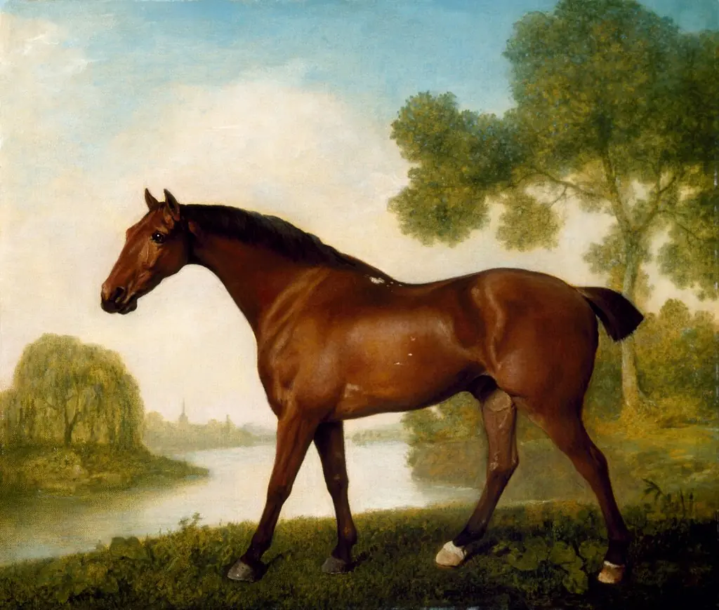 Truss, A Hunter, by George Stubbs