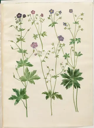 Geranium phaeum (bølgekronet storkenæb); Geranium sylvaticum (skov-storkenæb), 1654