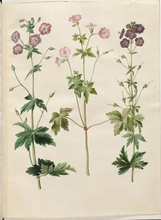 Geranium phaeum (bølgekronet storkenæb); Geranium versicolor (net-storkenæb)
