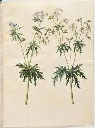 Geranium pratense (eng-storkenæb), 1654