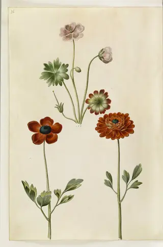 Geranium sanguineum striatum (stribet storkenæb); Ranunculus asiaticus (have-ranunkel), 1650