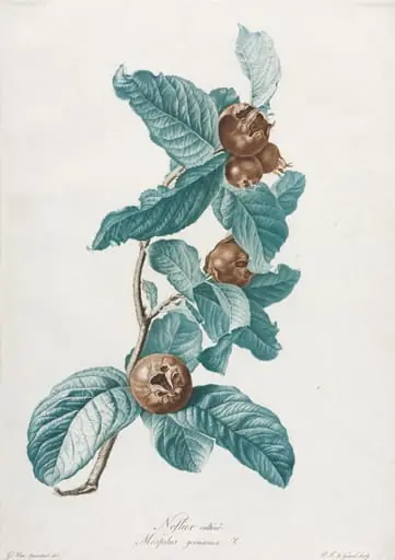 Cultivated Medlar (Mespilus germanica), by Gerard van Spaendonck