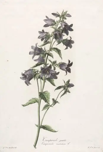 Fleurs dessinées d'après nature:  Campanule gantelée, by Gerard van Spaendonck