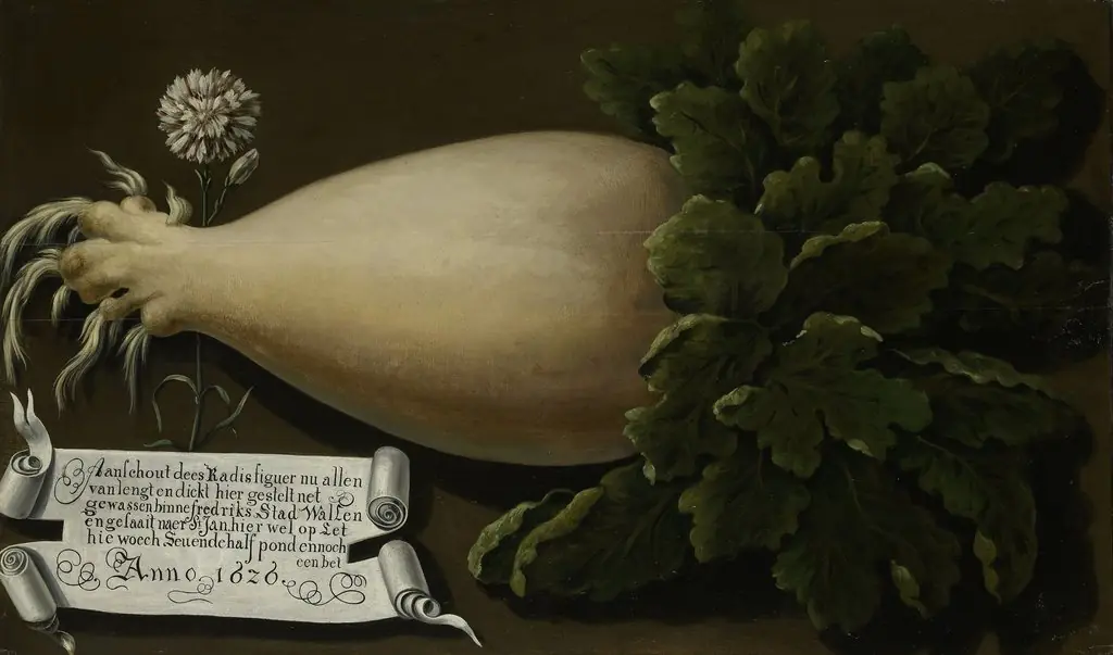 Giant radish, 1626