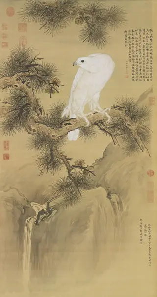 White Gyrfalcon, by Giuseppe Castiglione