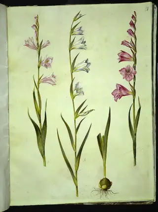 Gladiolus communis (almindelig gladiolus), 1654