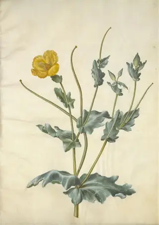 Glaucium flavum (strand-hornskulpe), 1654