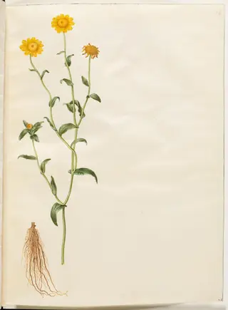 Glebionis segetum (gul okseøje)