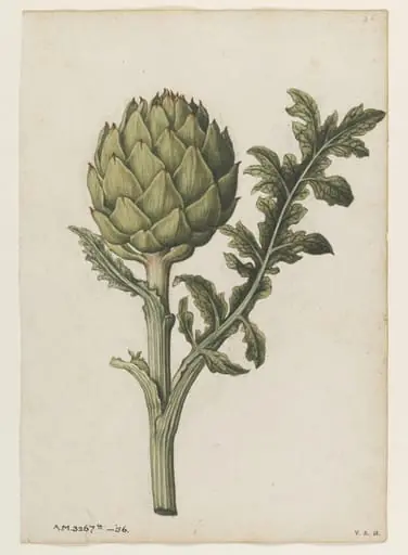 Globe artichoke