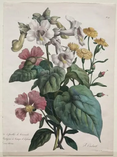 Cours d'Histoire Naturelle, contenant les principales espèces du règne animal, classées methodiquemenet: Martynia or Unicorn Plant, by Godefroy Engelmann