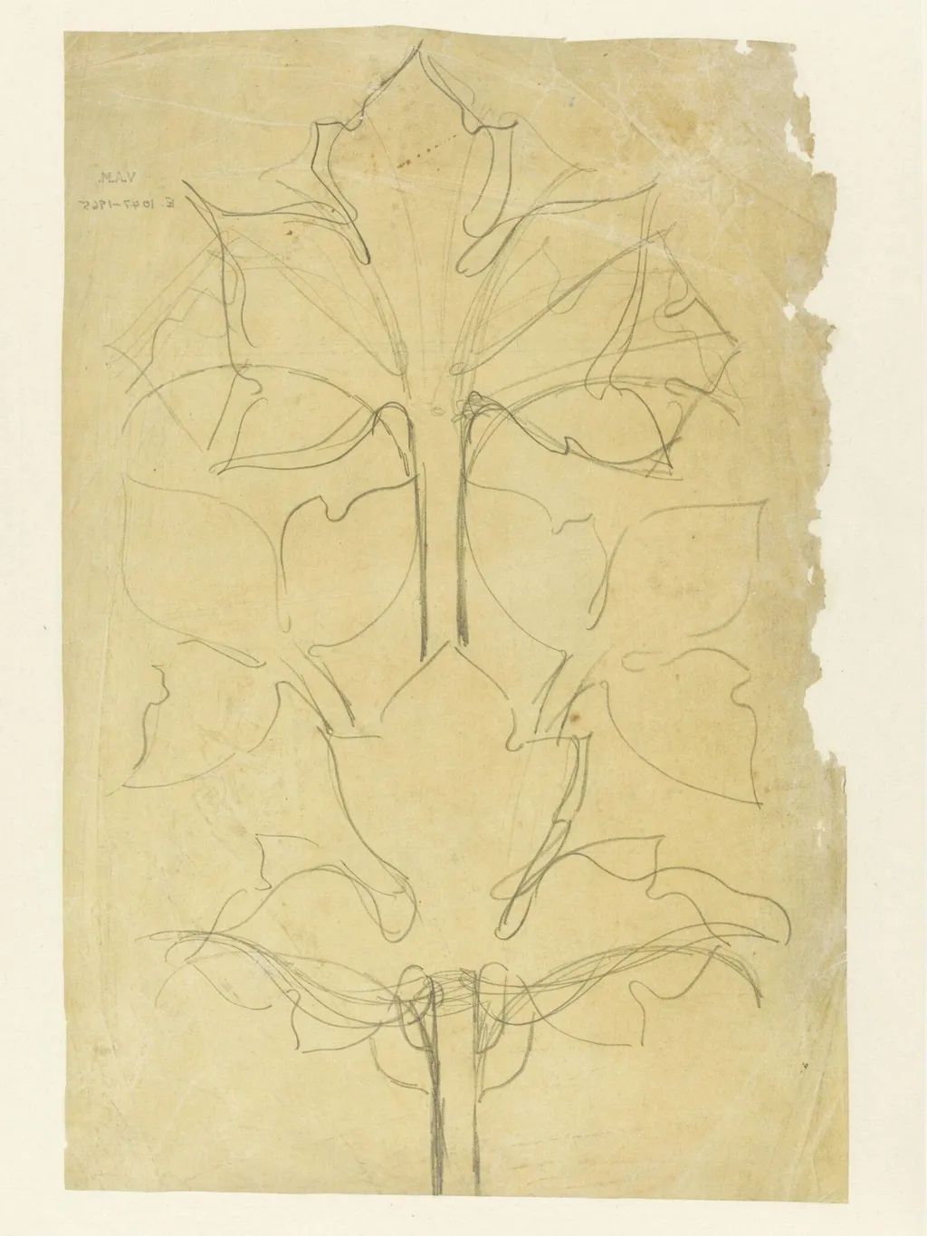 Drawing of leaves, by Godfrey Sykes, 1860