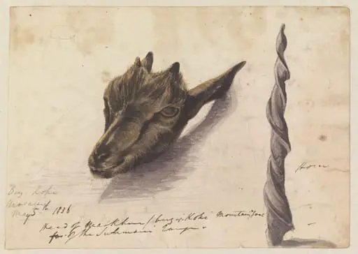 Head of Markhour/birz-i-Kohi[?] Mountain goat of the Sulimani range, by Godfrey Thomas Vigne