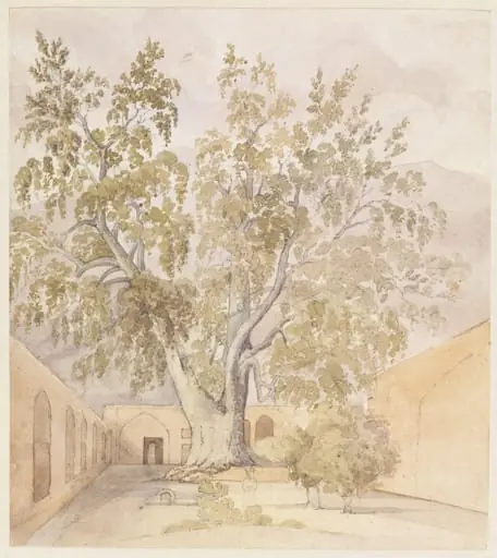 Plane Tree (Chenar) Shemaroon near Tehran Persia, by Godfrey Thomas Vigne
