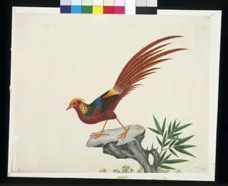 Golden pheasant