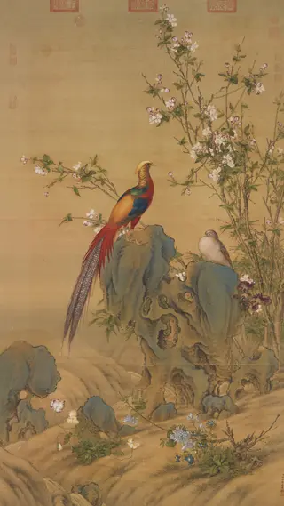 Golden Pheasants in Spring