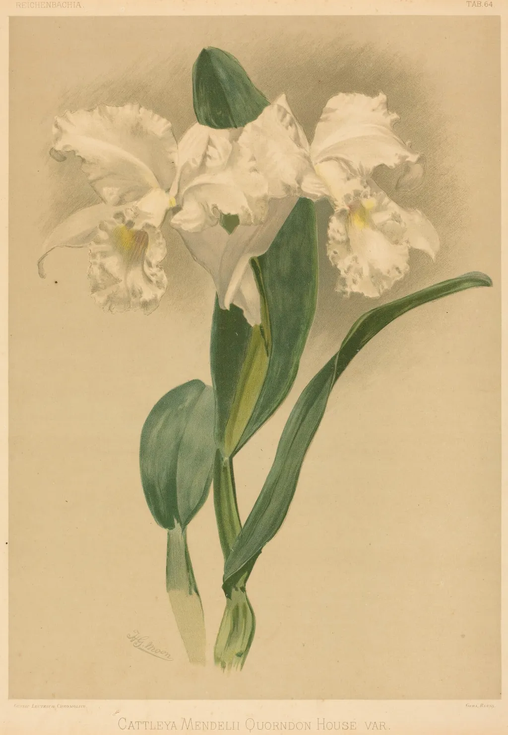 Cattleya Mendelii Quorndon House Var., by Gustav Leutzsch, ink, 1840