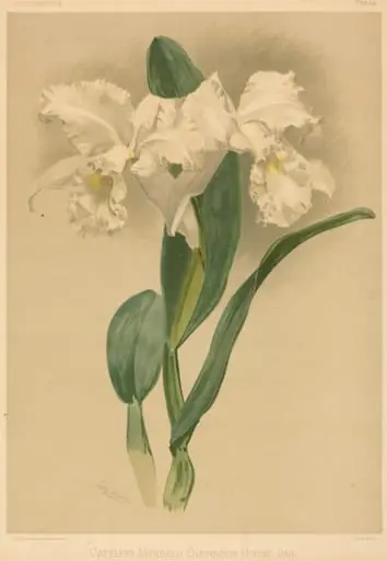 Cattleya Mendelii Quorndon House Var., by Gustav Leutzsch