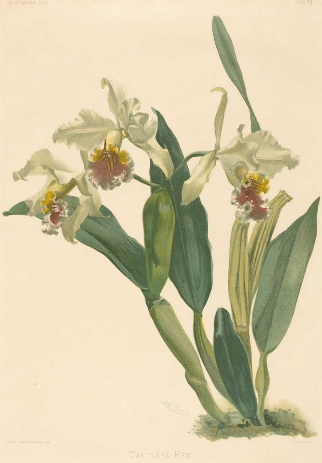 Cattleya Rex, by Gustav Leutzsch, ink, 1840