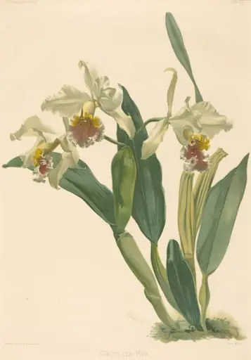 Cattleya Rex, by Gustav Leutzsch