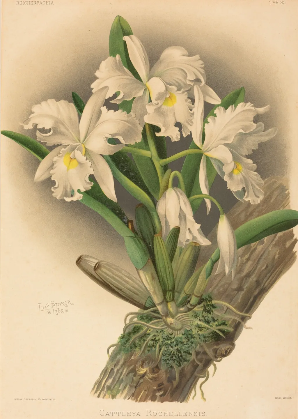 Cattleya Rochellensis, by Gustav Leutzsch, ink, 1840