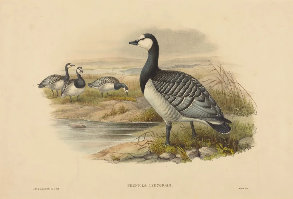 Barnacle Goose (Bernicla Leucopsis), by H.C. Richter, ink, 1860