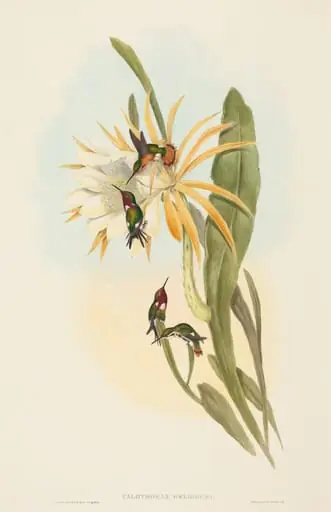 Calothorax heliodori, by H.C. Richter