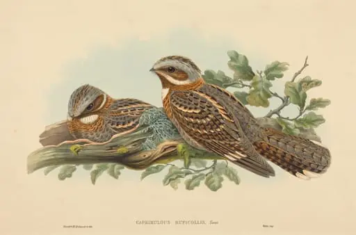Caprimulgus Ruficollis, by H.C. Richter
