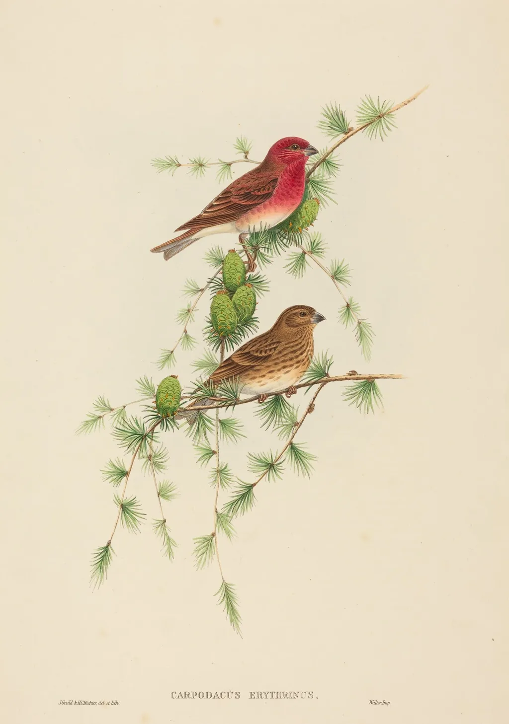 Carpodacus erythrinus (Common Rose Finch), by H.C. Richter, ink, 1842