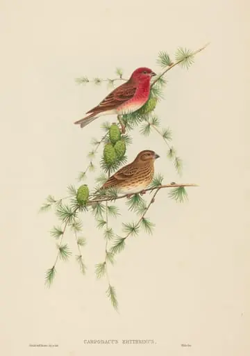 Carpodacus erythrinus (Common Rose Finch), by H.C. Richter