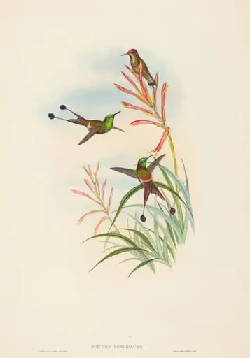 Discura longicauda (Racket-Tail), by H.C. Richter