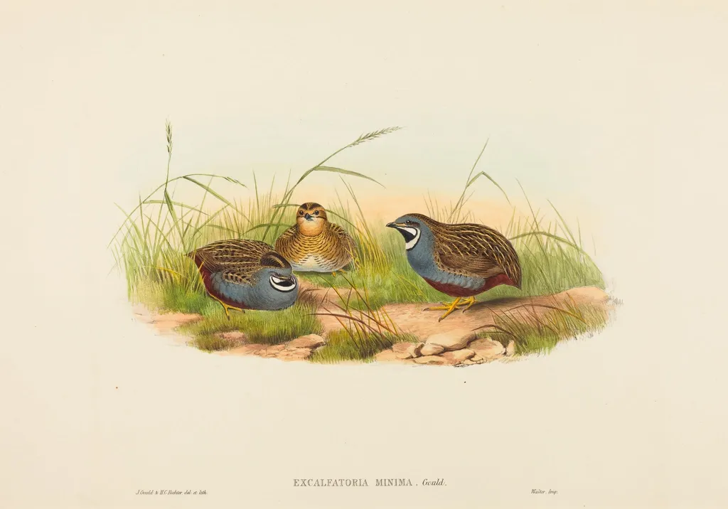 Excalftoria minima (Blue-breasted Quail), by H.C. Richter, ink, 1842