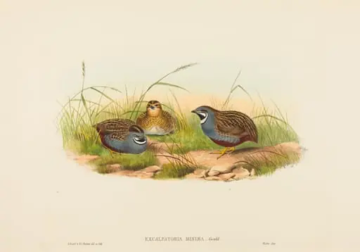Excalftoria minima (Blue-breasted Quail), by H.C. Richter