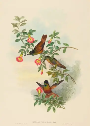 Helianthea eos (Golden Star-frontlet), by H.C. Richter