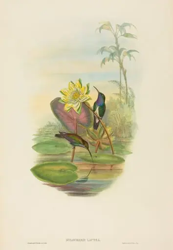 Hylocharis lactea (Sapphire-breasted Emerald), by H.C. Richter
